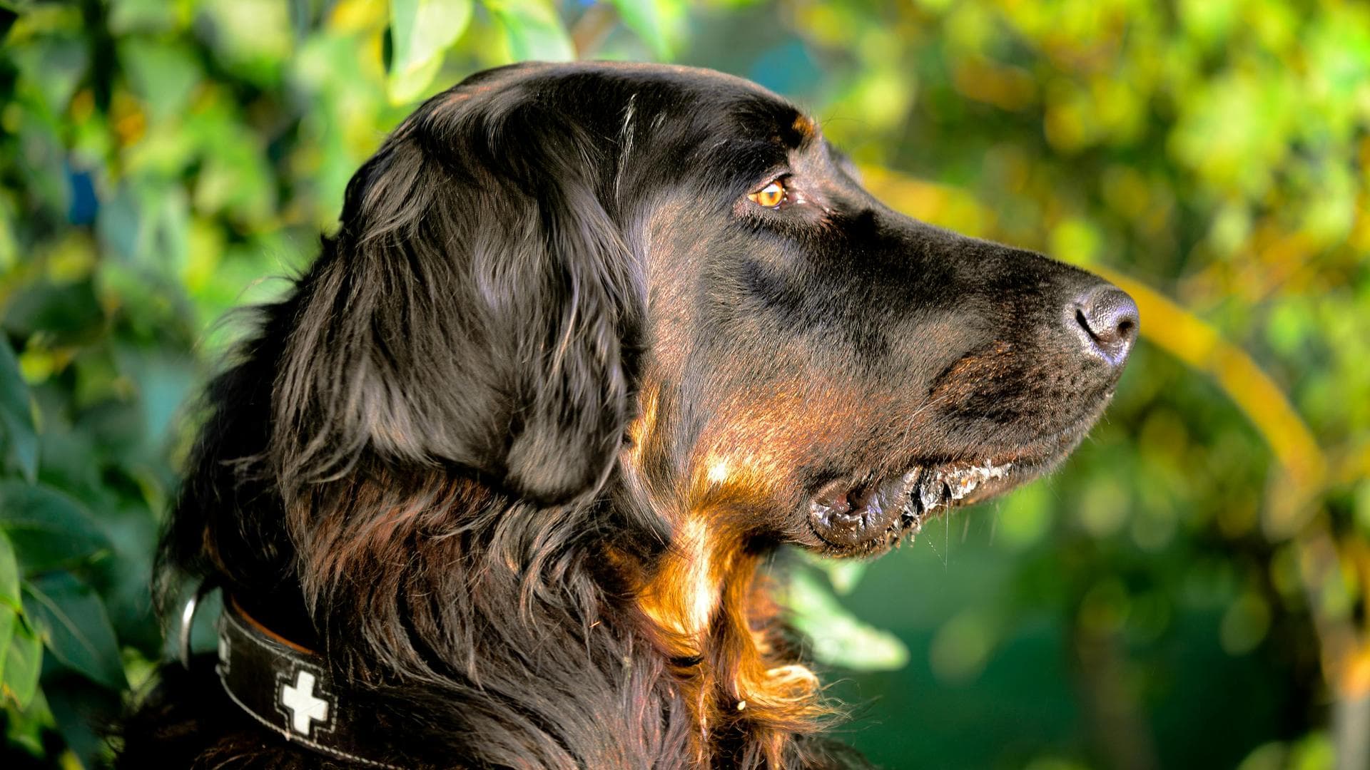 Farm & Large-Animal Vets near Johns Creek